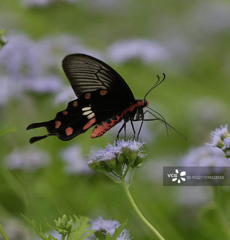 红珠凤蝶在藿香蓟上图片素材