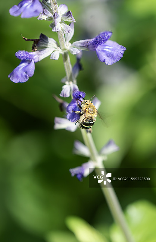 切叶蜂蜜蜂在蓝花鼠尾草上图片素材