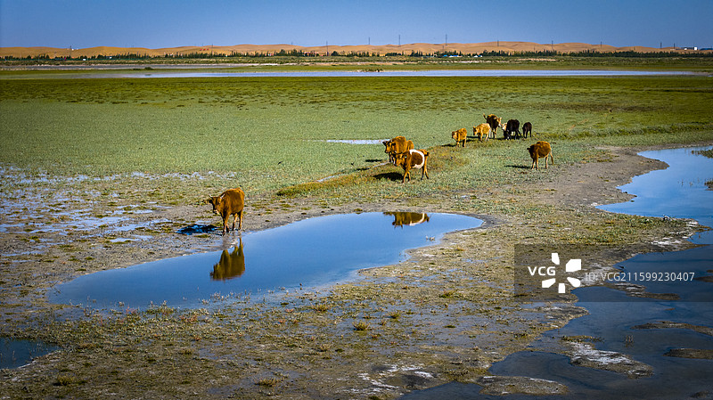 阿拉善通湖草原图片素材