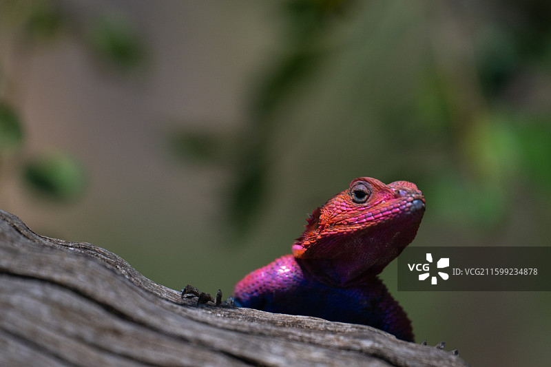 肯尼亚马赛马拉国家公园的扎万姆平头飞龙蜥蜴图片素材