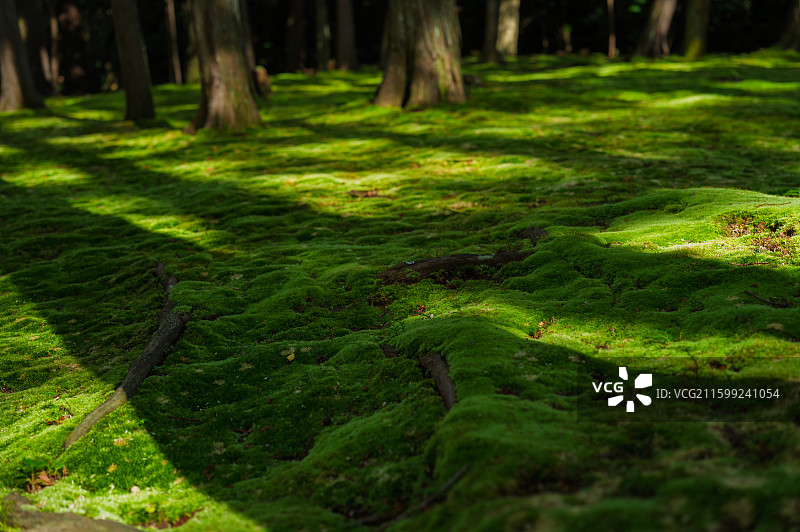 日本奈良唐招提寺图片素材