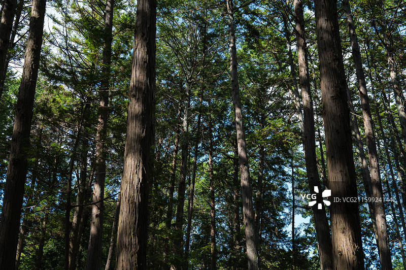 日本奈良唐招提寺图片素材