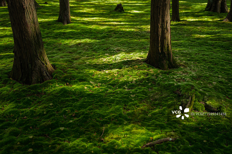 日本奈良唐招提寺图片素材