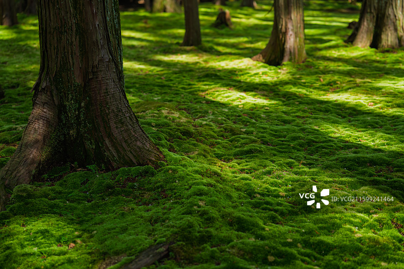 日本奈良唐招提寺图片素材