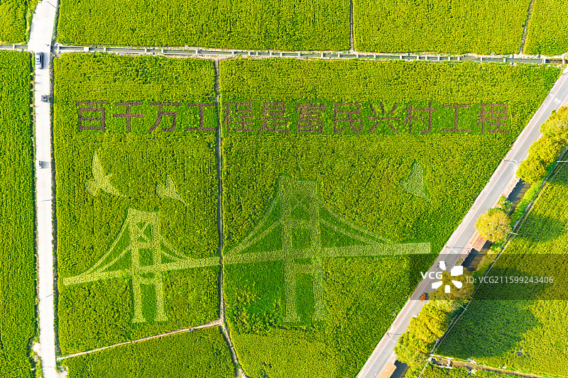 中山市南朗崖口村稻田航拍图片素材