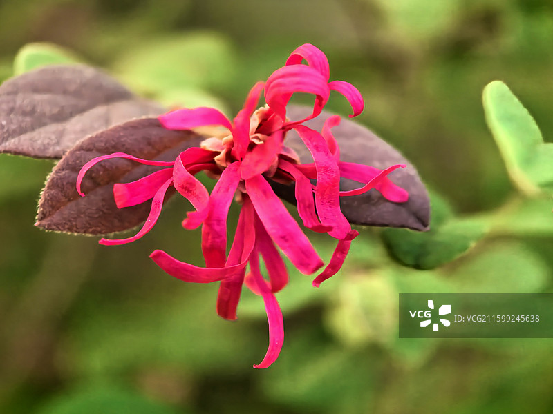 红花檵木图片素材