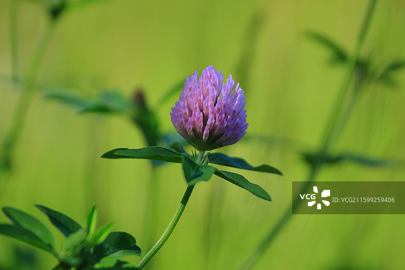 蓟草花，芦苇，长春，南溪湿地公园，春季，图片素材