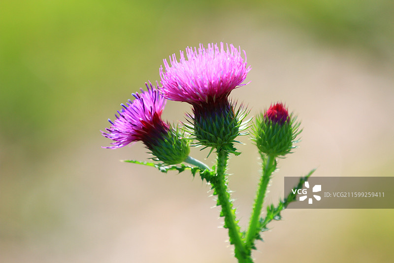 蓟草花，芦苇，长春，南溪湿地公园，春季，图片素材