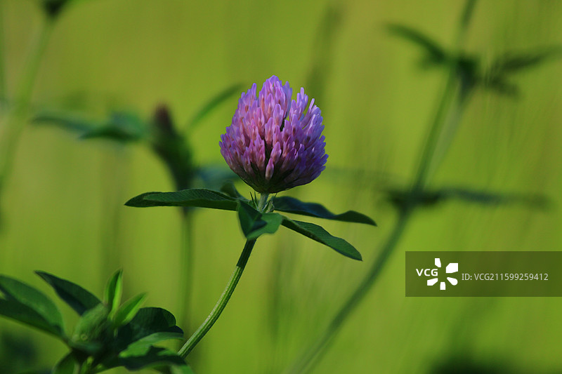 蓟草花，芦苇，长春，南溪湿地公园，春季，图片素材