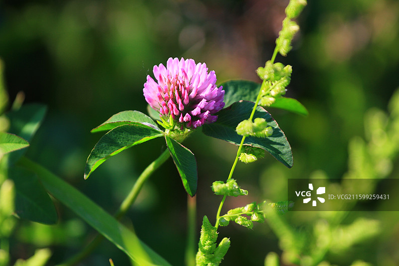 蓟草花，芦苇，长春，南溪湿地公园，春季，图片素材