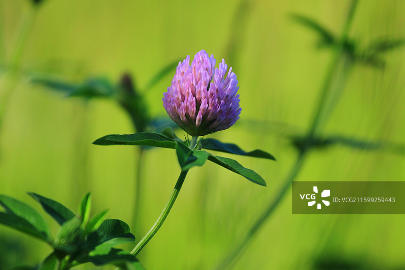 蓟草花，芦苇，长春，南溪湿地公园，春季，图片素材
