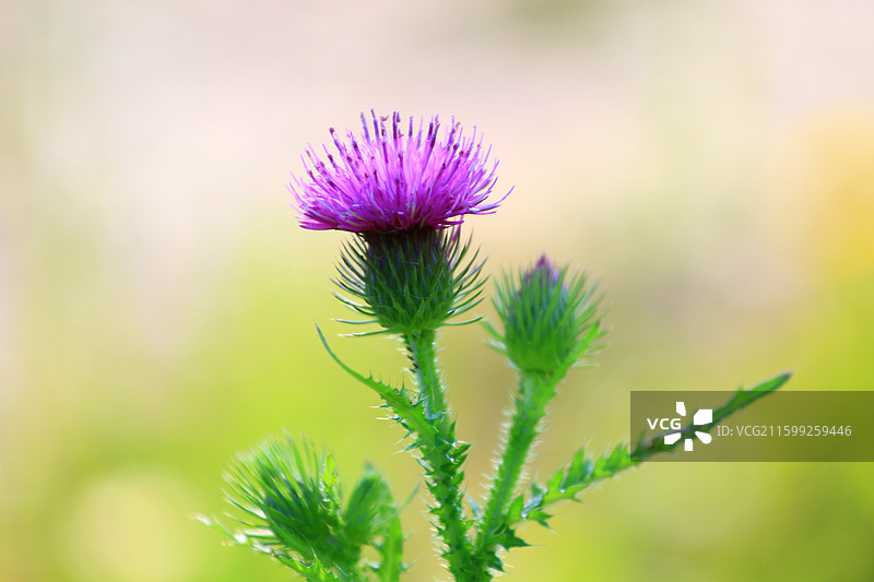 蓟草花，芦苇，长春，南溪湿地公园，春季，图片素材