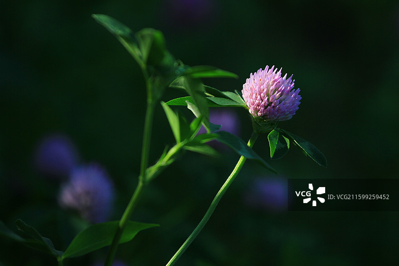 蓟草花，芦苇，长春，南溪湿地公园，春季，图片素材
