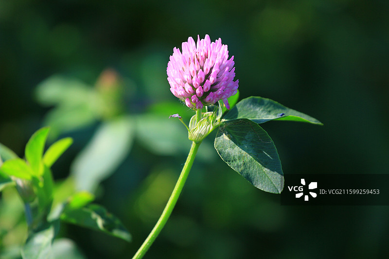 蓟草花，芦苇，长春，南溪湿地公园，春季，图片素材
