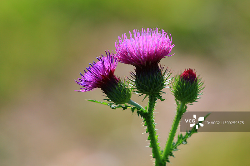 蓟草花，芦苇，长春，南溪湿地公园，春季，图片素材