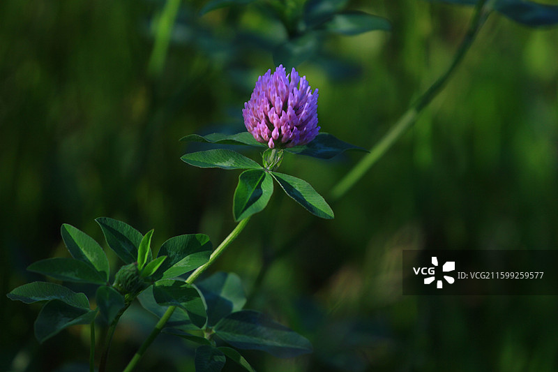 蓟草花，芦苇，长春，南溪湿地公园，春季，图片素材