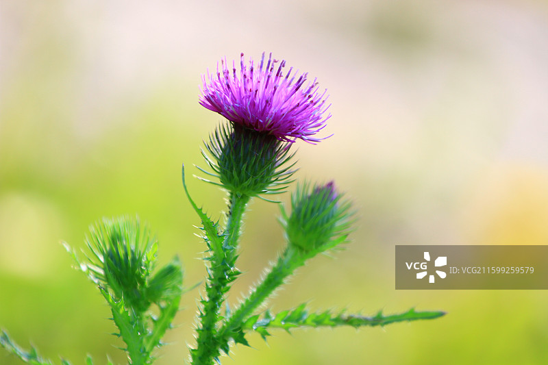 蓟草花，芦苇，长春，南溪湿地公园，春季，图片素材