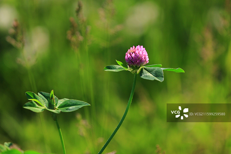 蓟草花，芦苇，长春，南溪湿地公园，春季，图片素材
