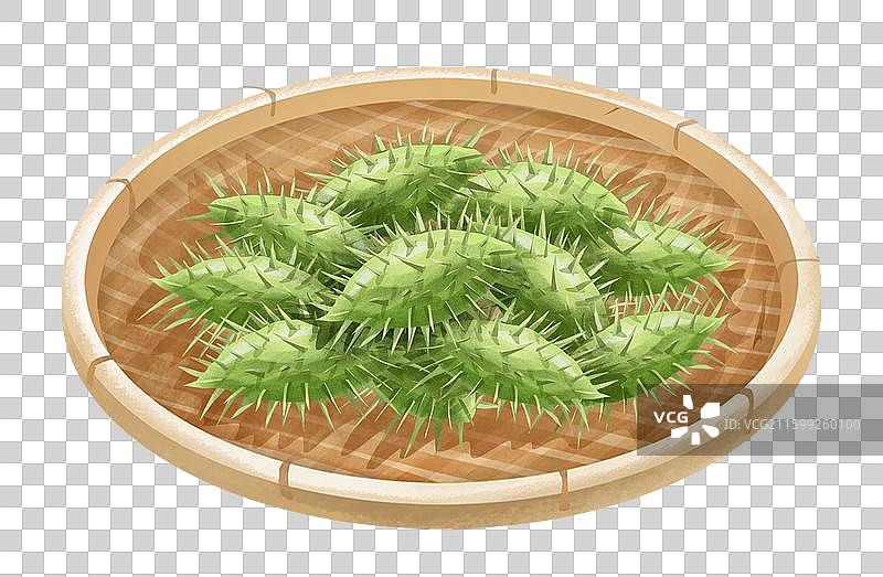 中国中草药药材之 苍耳子图片素材