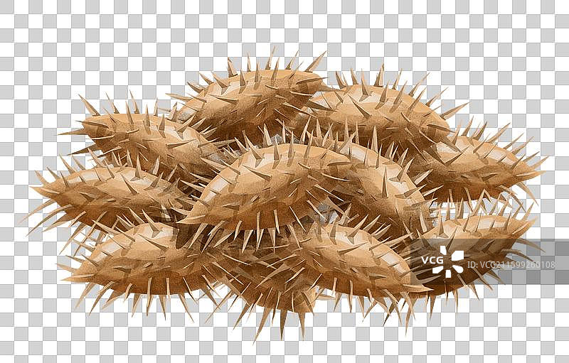 中国中草药药材之 苍耳子图片素材