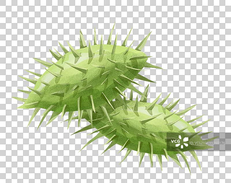 中国中草药药材之 苍耳子图片素材