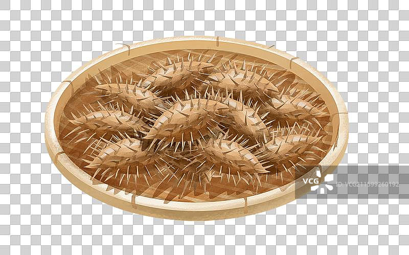 中国中草药药材之 苍耳子图片素材