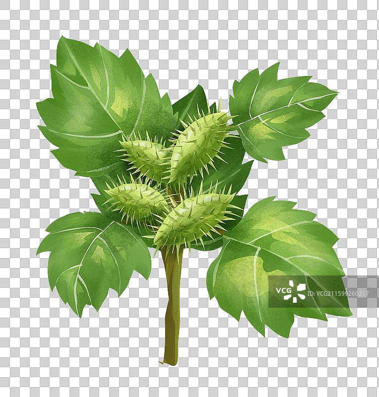 中国中草药药材之 苍耳子图片素材