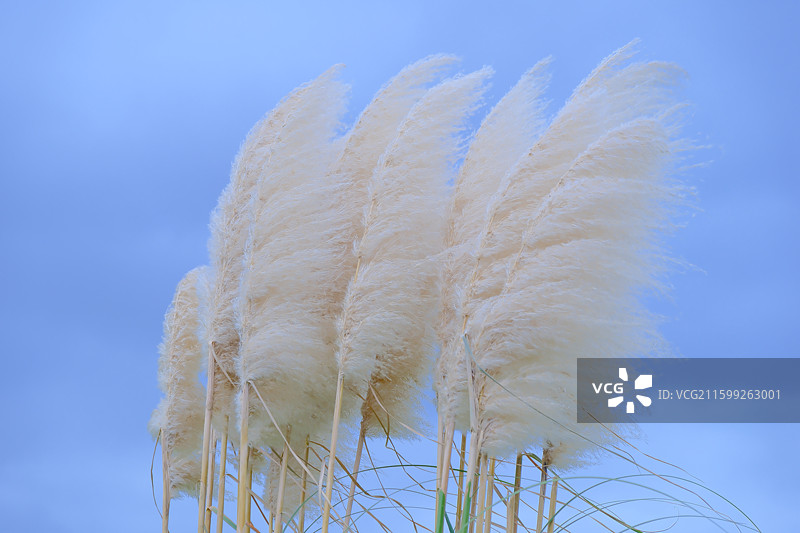 风中摇曳图片素材