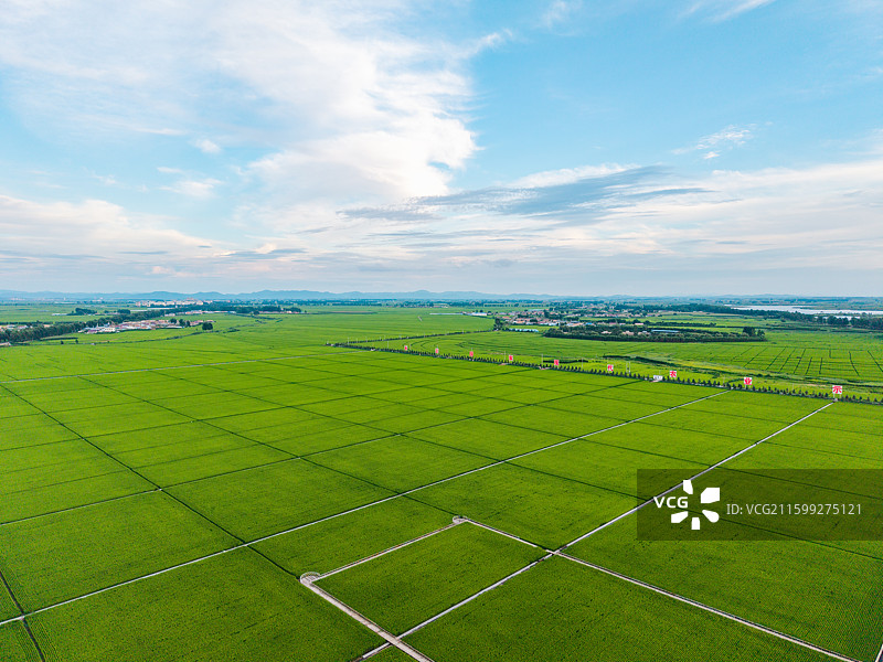 中国吉林省吉林市永吉县万昌镇农场万昌东北大米稻田夏季航拍正上方视角图片素材