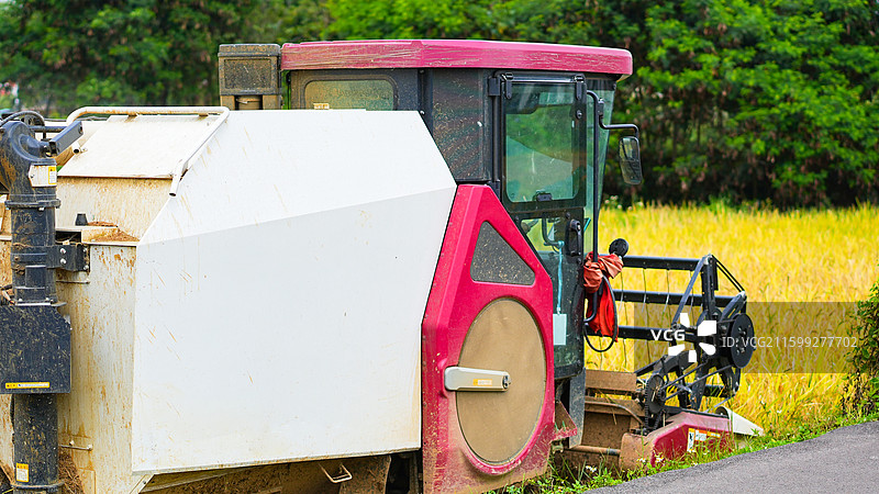 稻田麦子秋收图片素材