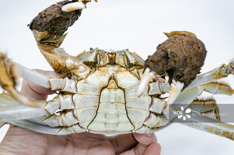 中国海产海鲜农副产品拍摄主题，一只手捏着阳澄湖大闸蟹公蟹母蟹螃蟹，室内无人影棚拍摄图像摄影图片素材