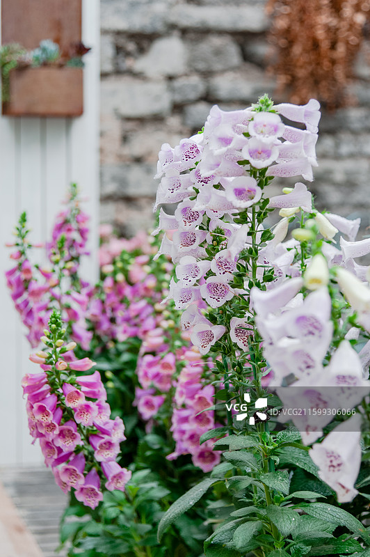 院子里的毛地黄开花图片素材