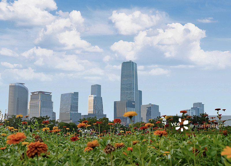 百日菊前景下的上海徐汇滨江西岸传媒港图片素材
