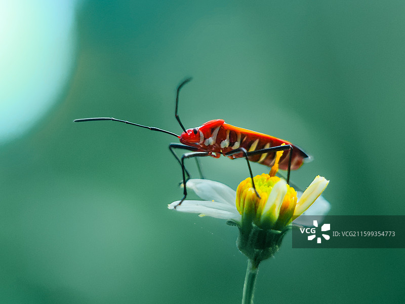 高处不胜寒图片素材
