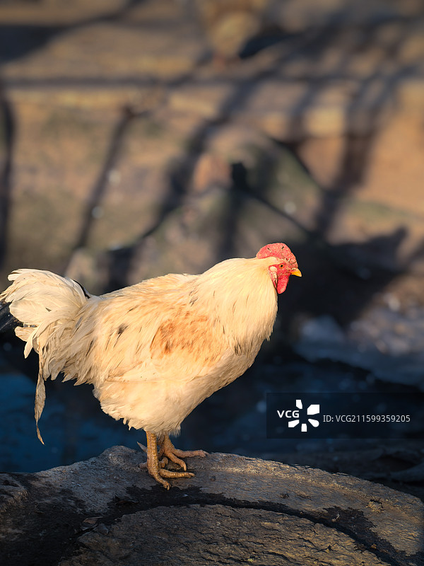 一只沐浴晨光的母鸡图片素材