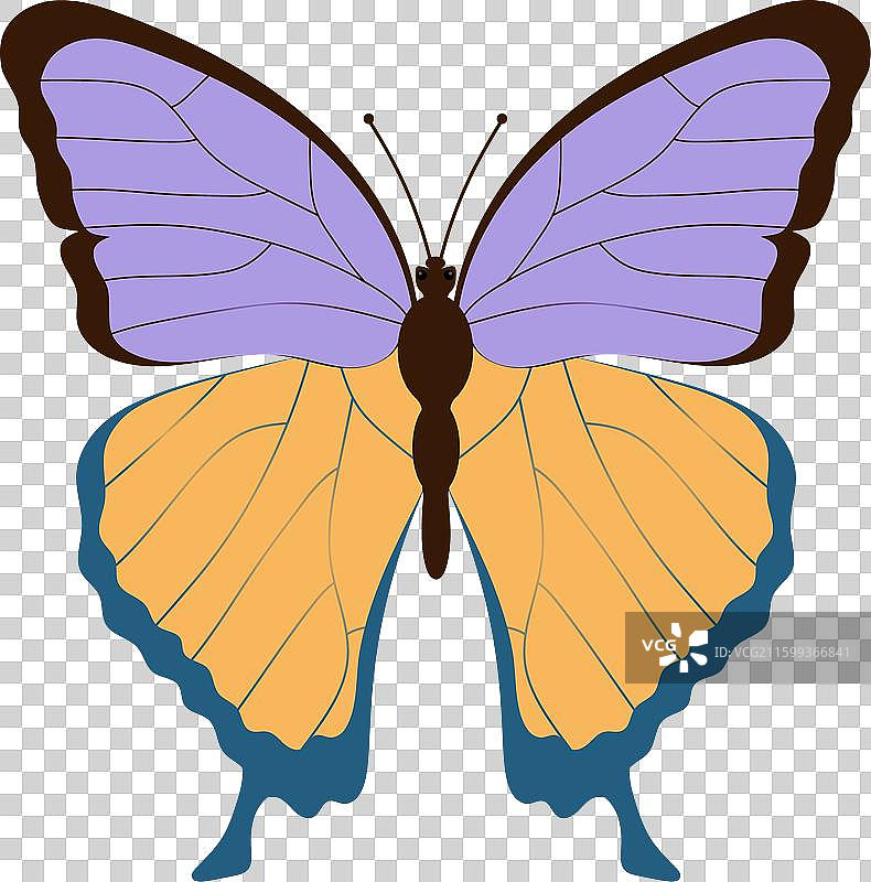 扁平风格的昆虫野生动物图片素材