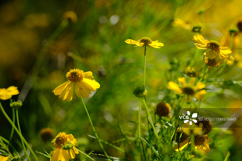 秋天阳光下的小野雏菊和小蜜蜂。清新风景背景图设计素材图片素材