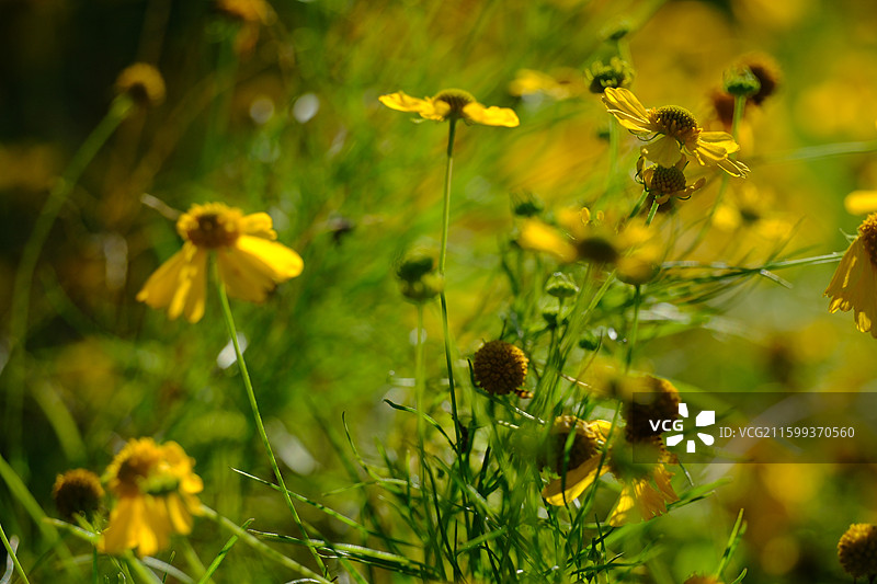 秋天阳光下的小野雏菊和小蜜蜂。清新风景背景图设计素材图片素材