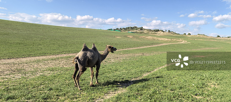 骆驼祥子图片素材
