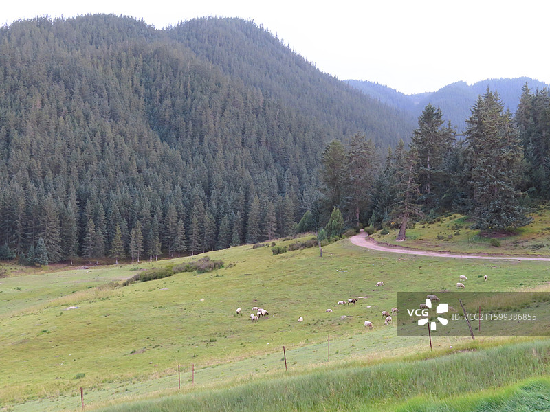 康乐草原 羊群与道路 甘肃张掖肃南裕固族自治县图片素材