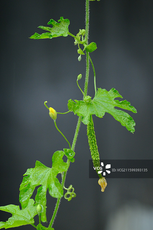 秋天雨后的苦瓜藤。湿漉漉小苦瓜藤蔓特写图片素材