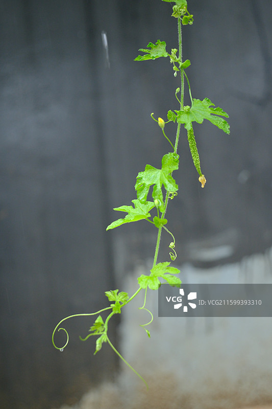 秋天雨后的苦瓜藤。湿漉漉小苦瓜藤蔓特写图片素材