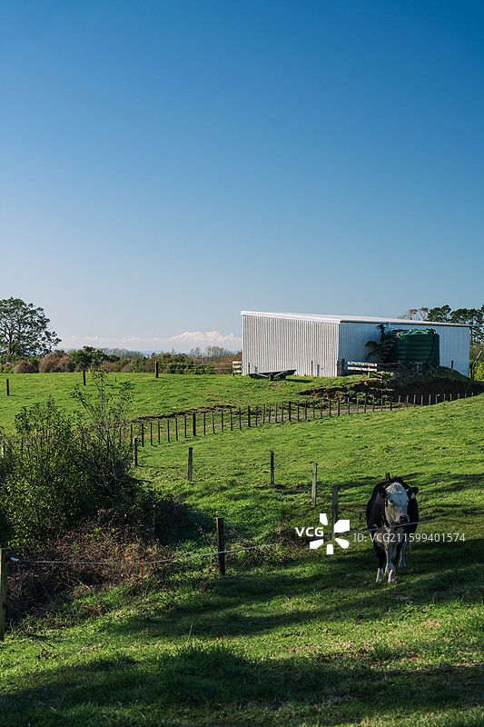 雪山下牧场图片素材