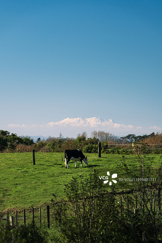 雪山下牧场图片素材