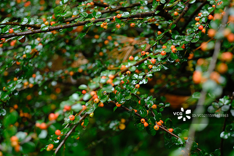 秋天雨中清新的平枝栒子。植物科普图种子果树果实湿漉漉图片素材