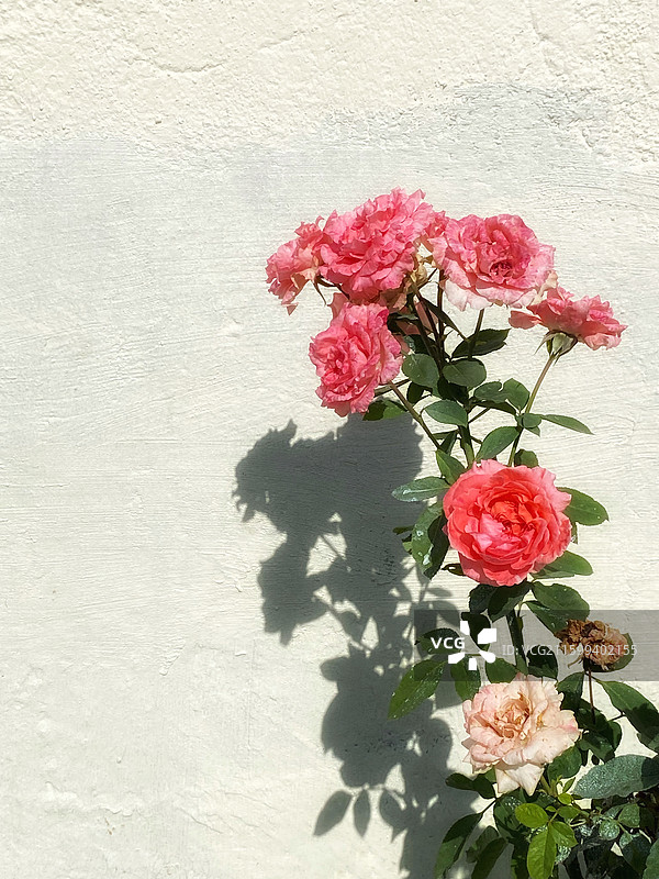 墙外秋天的月季花图片素材