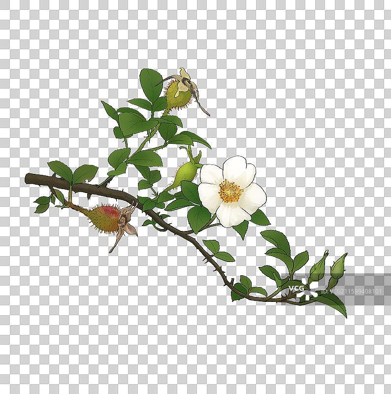 金樱子图片素材