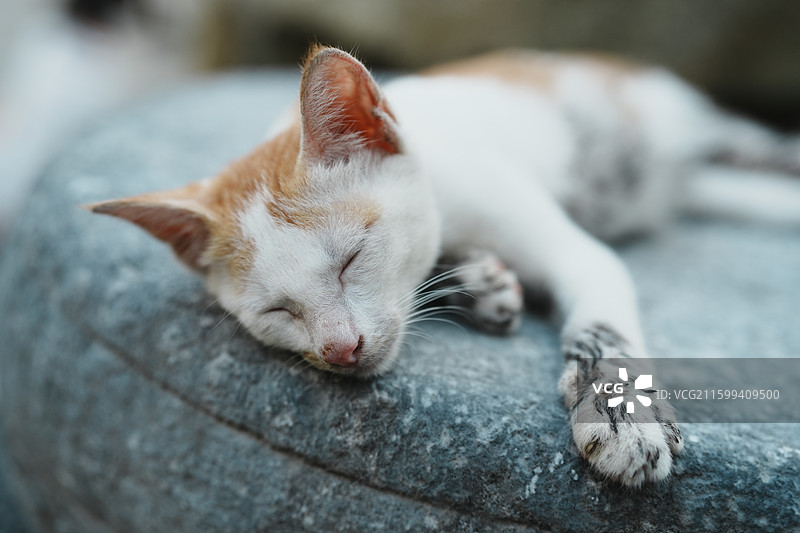 深圳大芬油画村 在地上睡觉的小猫图片素材