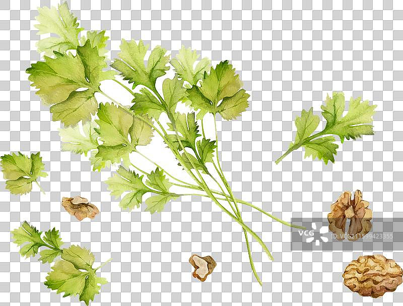 手绘水彩香菜欧芹香草图片素材