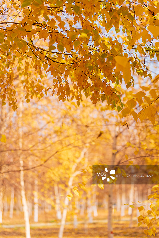 秋天 重阳节  秋高气爽 新疆兵团石河子市 落叶 黄叶 霜降 立秋图片素材